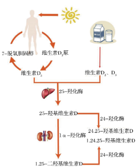 图1 VD活性形式转变示意图 图1 VD活性形式转变示意图