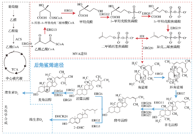 甾醇代谢合成途径 甾醇代谢合成途径
