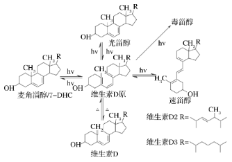 图2 VD的光化学反应 图2 VD的光化学反应